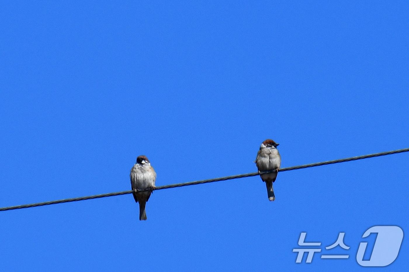 전깃줄 위에 앉은 참새 한쌍.(뉴스1DB)/뉴스1