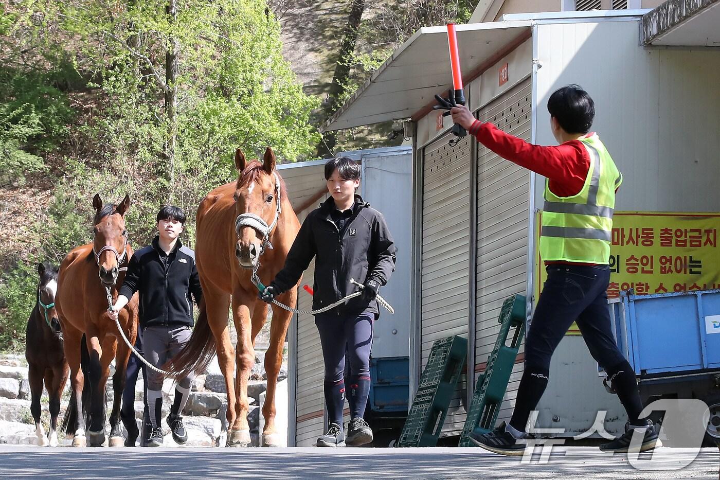 8일 오후 대구 달서구 대덕승마장에서 앞산 산불 상황을 가정해 실시된 마필 대피 훈련에서 교관과 마필관리원 등 승마장 관계자들이 마사동에서 휴식하던 말을 실외 마장으로 안전하게 대피시키고 있다. 2025.4.8/뉴스1 ⓒ News1 공정식 기자