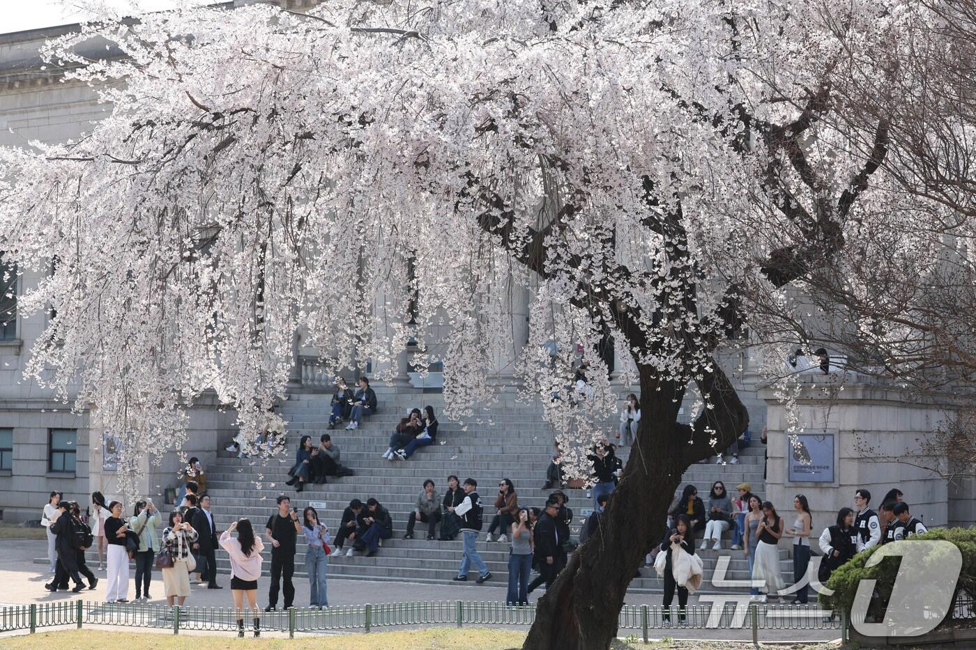 완연한 봄날씨가 이어진 8일 서울 덕수궁을 찾은 시민들이 만개한 능수벚나무 아래에서 추억을 남기고 있다. 기상청은 내일 오후에 서울 등 서쪽 지방에서 비가 시작되고 밤이면 전국에서 비가 내릴 것으로 예보했다. 2025.4.8/뉴스1 ⓒ News1 신웅수 기자