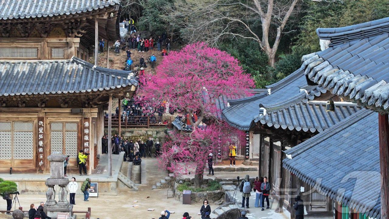 본문 이미지 - 구례 화엄사.&#40;화엄사 제공. 재판매 및 DB 금지&#41;