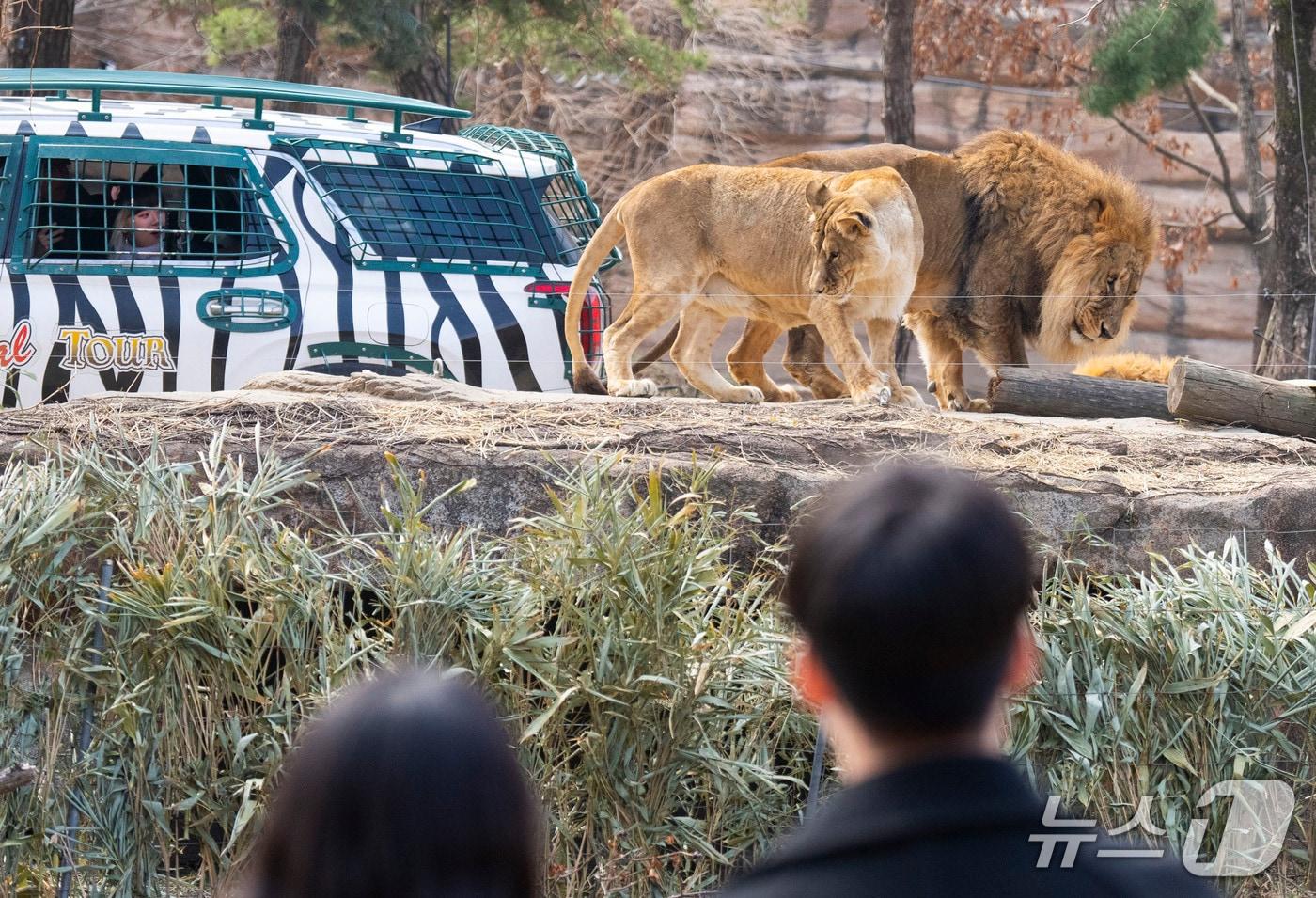 에버랜드 관람객들이 리버 트레일 어드벤처에서 동물들을 관람하고 있다.(에버랜드 제공)