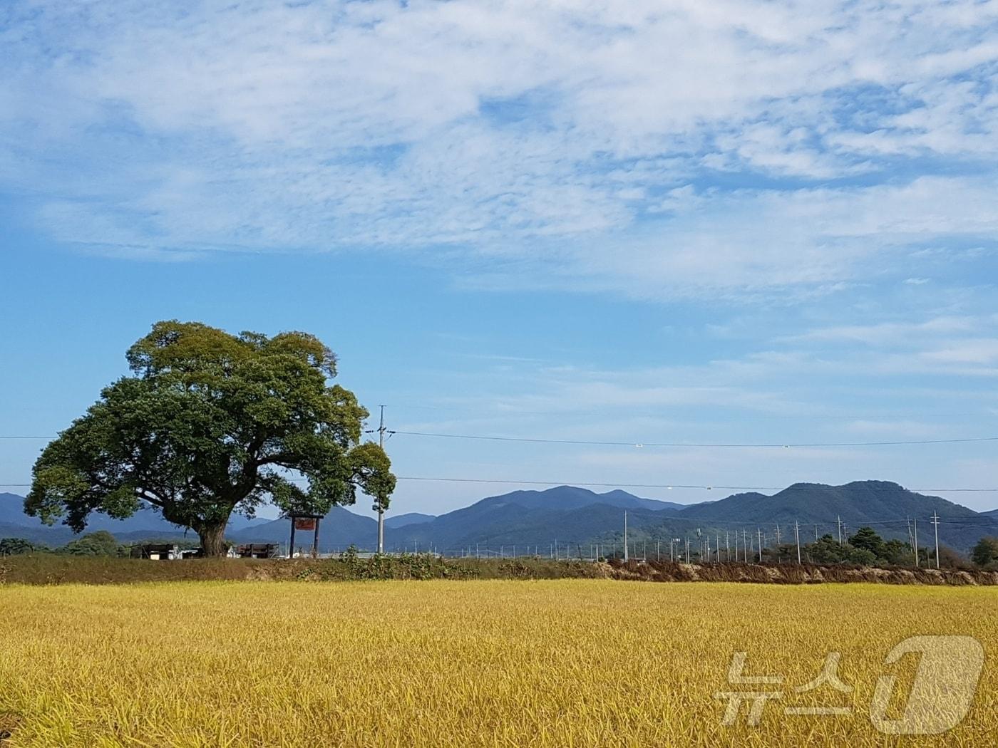 본문 이미지 - 보은군 왕버들 나무(충북도 제공. 재판매 및 DB금지)