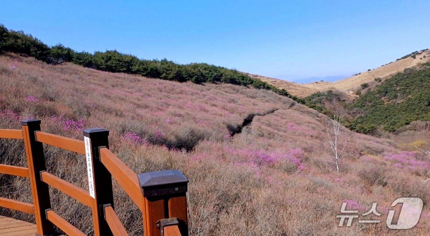 창녕군 화왕산 진달래(창녕군 제공. 재판매 및 DB금지).
