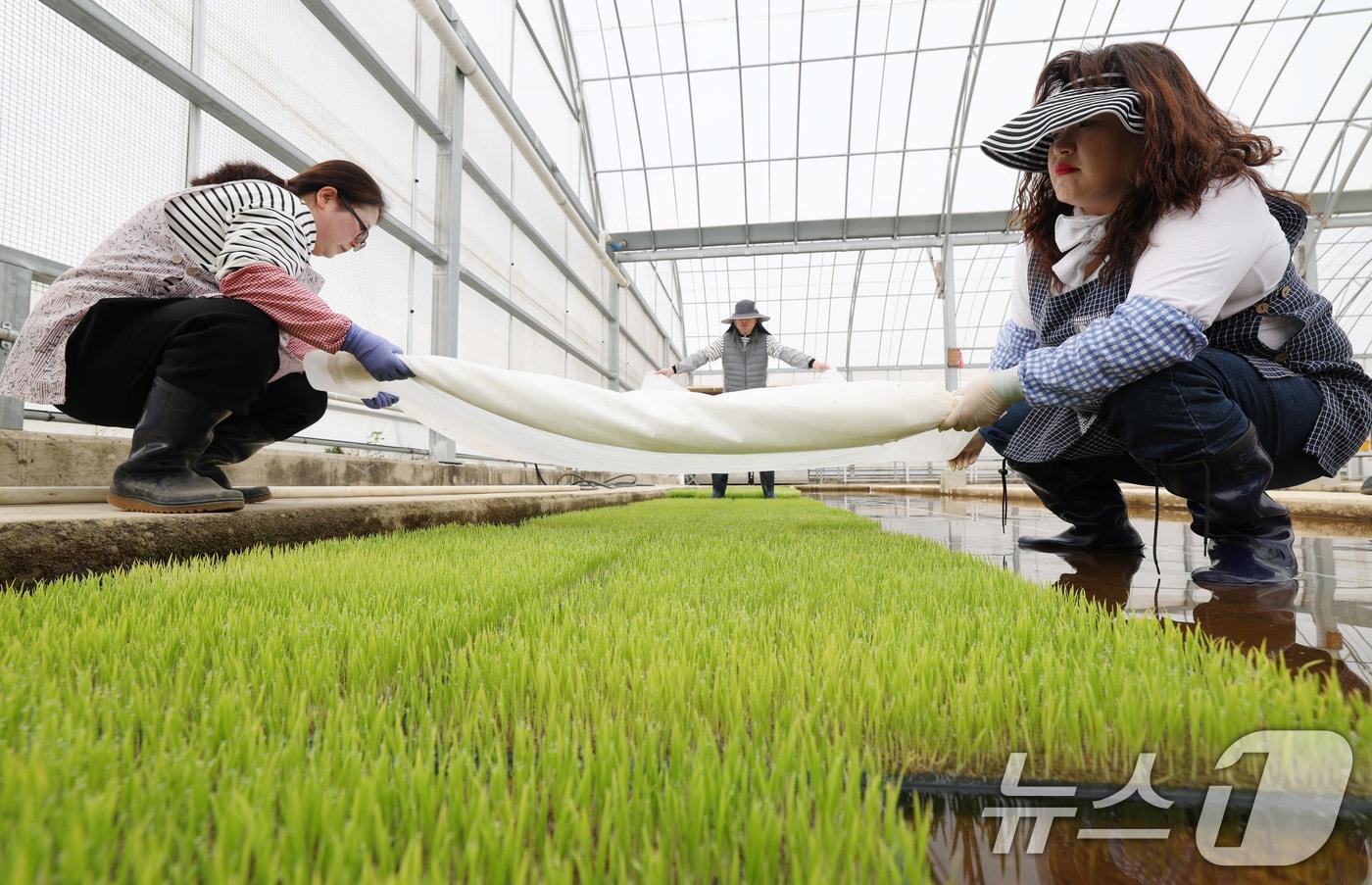 본문 이미지 - 전북자치도 진안군이 벼 병해충 사전 방제를 위해 ‘육묘상자처리제’ 공급에 나섰다./뉴스1 ⓒ News1 김영운 기자