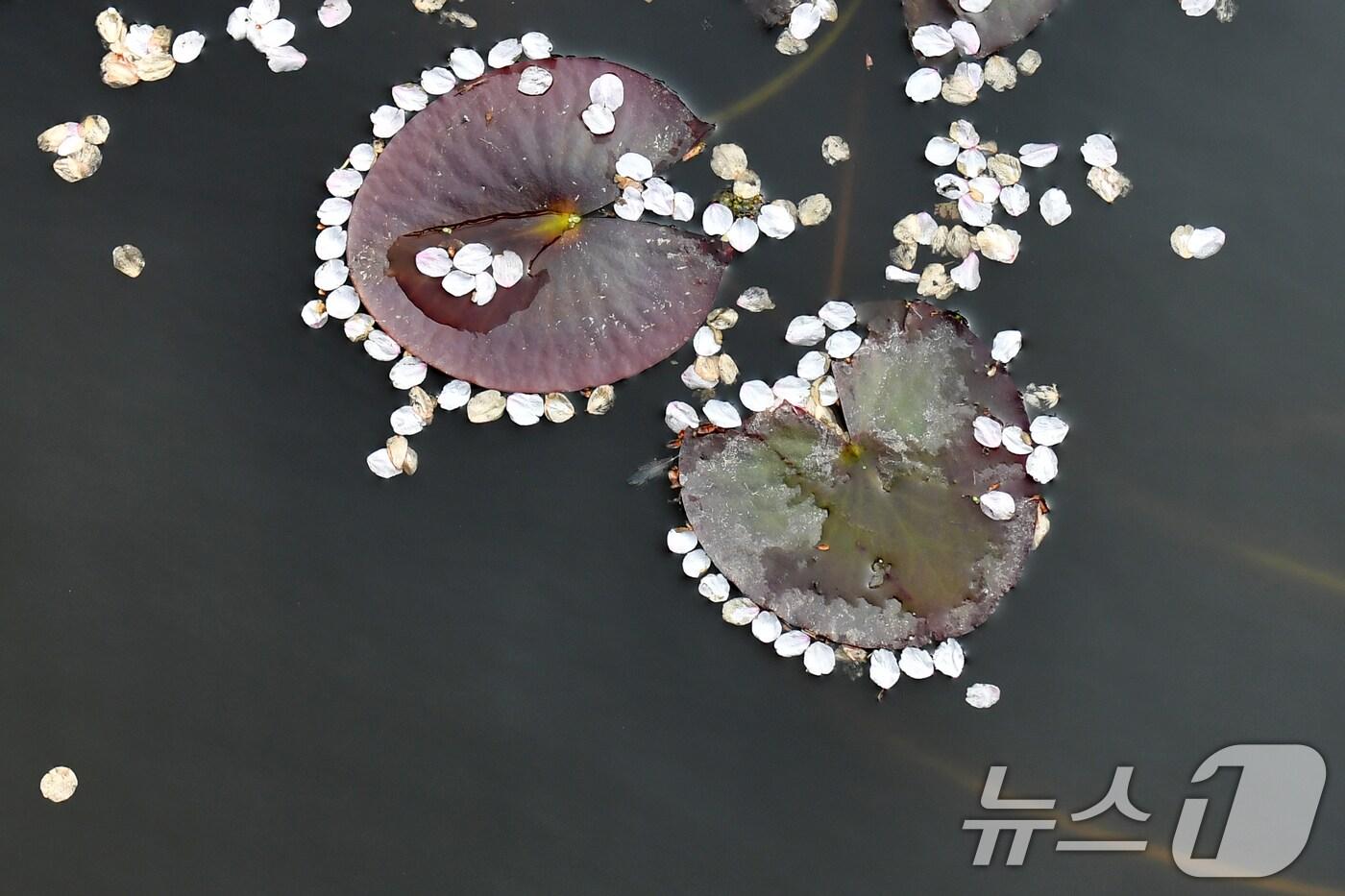 본문 이미지 - 9일 경북 포항시 북구에 있는 한 연못에서 바람에 떨어진 벚꽃들이 수련잎 주변에 모여있다. 2025.4.9/뉴스1 ⓒ News1 최창호 기자