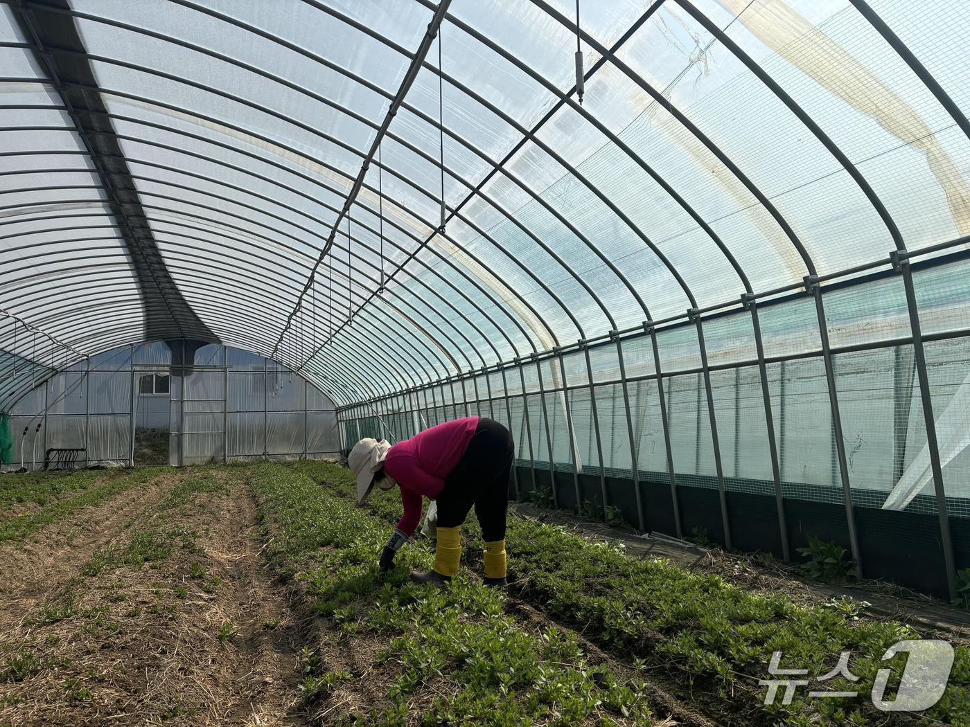 본문 이미지 - 구기자순 수확 모습. (청양군 제공. 재판매 및 DB금지)/뉴스1