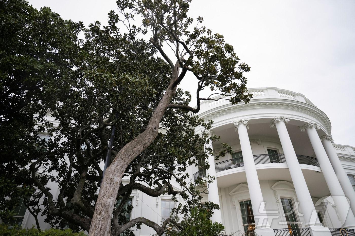 미국 워싱턴DC 백악관 사우스론에 있는 목련 나무. 2025.04.06 ⓒ 로이터=뉴스1 ⓒ News1 정지윤 기자