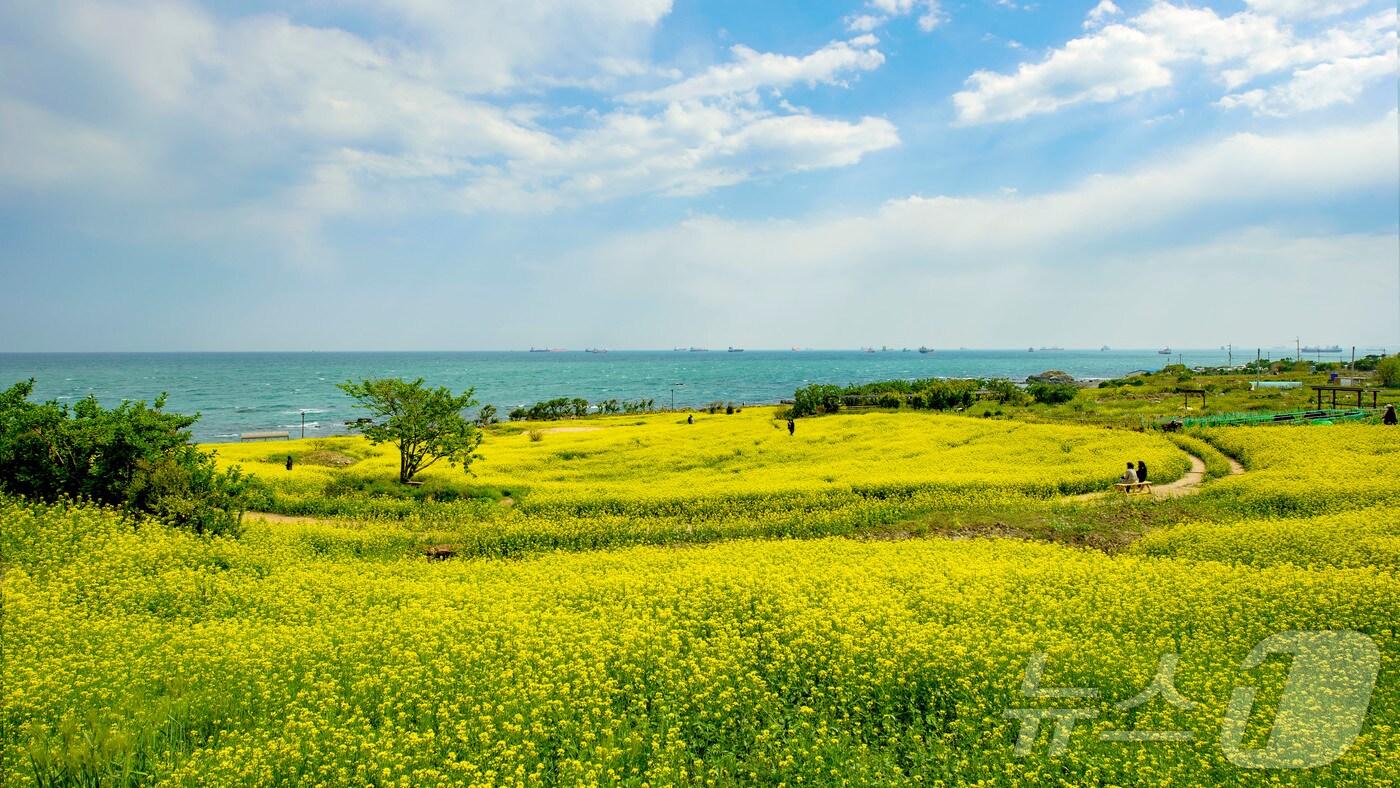 울산 동구가 오는 12일과 13일 양일간 2025슬도 유채찬란 페스티벌을 개최한다고 9일 밝혔다. 축제가 열리는 대왕암 해안둘레길 초화단지 69200㎡ 중 32000㎡가 노란 유채꽃으로 물든다..(울산동구청제공. 재판매 및 DB 금지) 2025.4.9/뉴스1 ⓒ News1 김지혜 기자