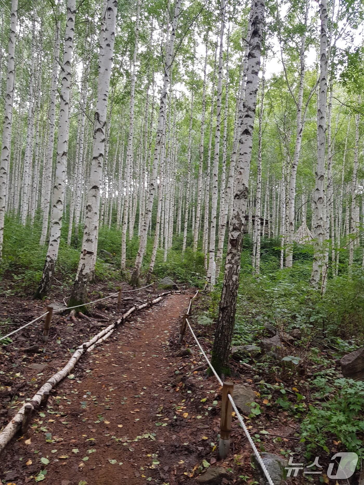 본문 이미지 - 인제 자작나무숲이 인제군 방문에 최대 27.6%가 기여한 것으로 나타났다. (산림청 제공.재판매 및 DB금지)/뉴스1 