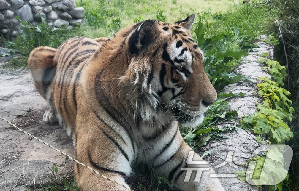 본문 이미지 - 광주 우치동물원이 이송 구조한 벵갈호랑이 '호광이'.(광주시 제공. 재판매 및 DB 금지) 
