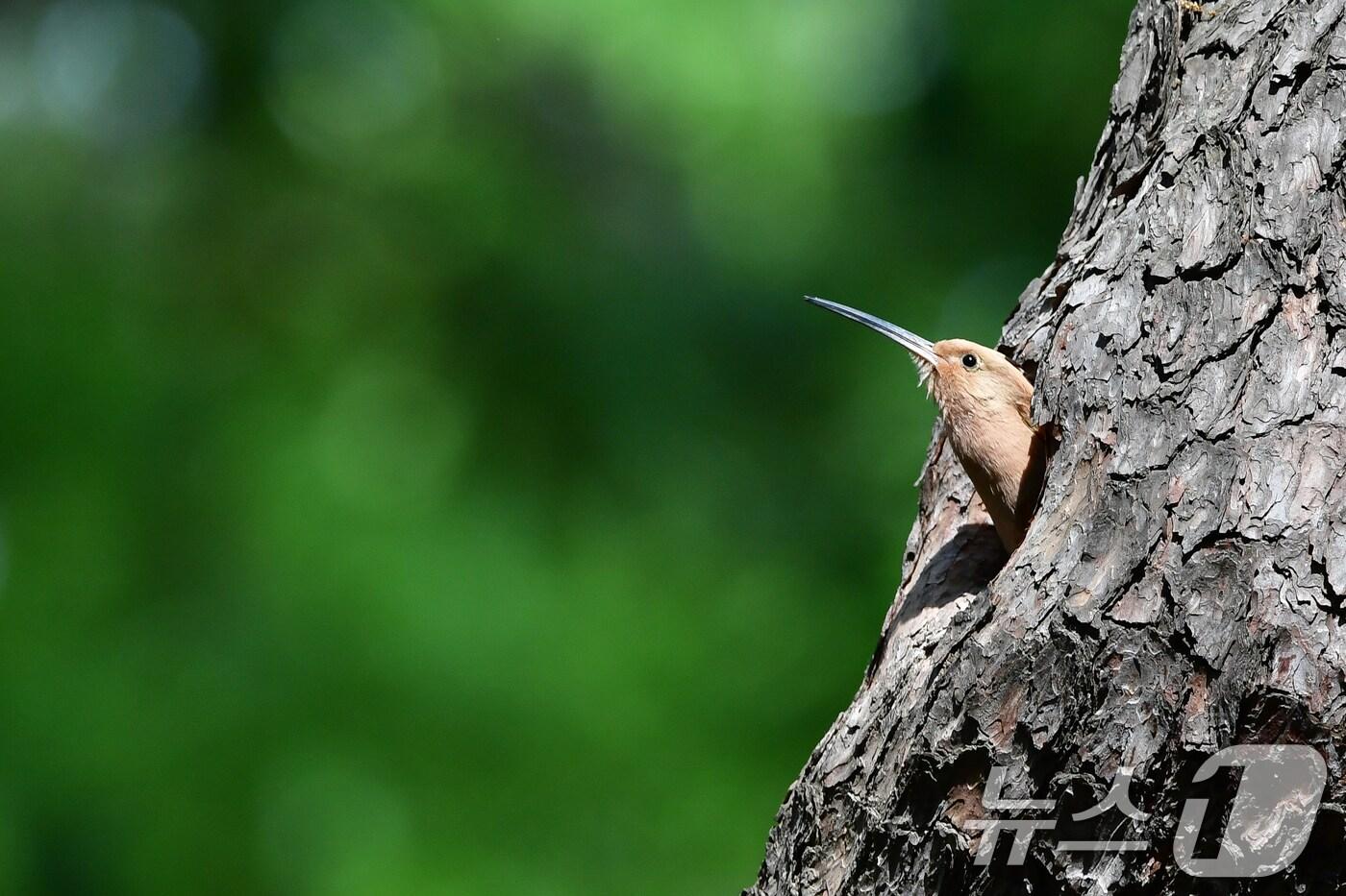 본문 이미지 - 자료사진뉴스1 ⓒ News1 