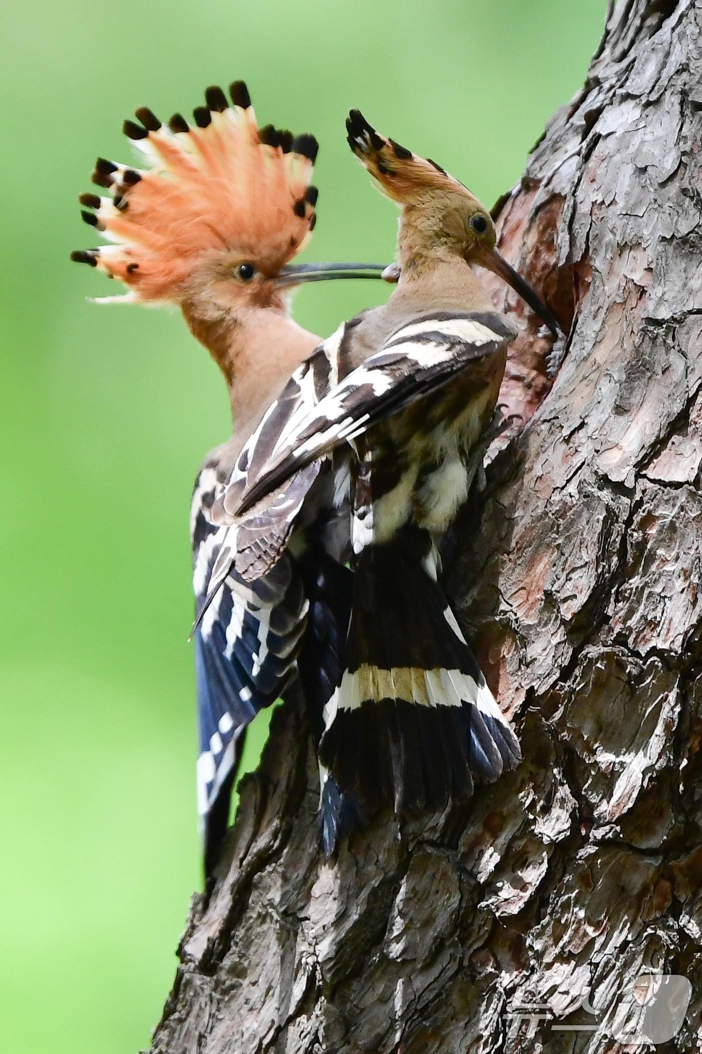 본문 이미지 - 가정의 달 5월 첫 날인 1일 경북 경주시 황성공원 고목에 둥지를 튼 후투티 한쌍이 새끼들에게 먹잇감을 물어다 나르고 있다. 2025.5.1/뉴스1 ⓒ News1 최창호 기자