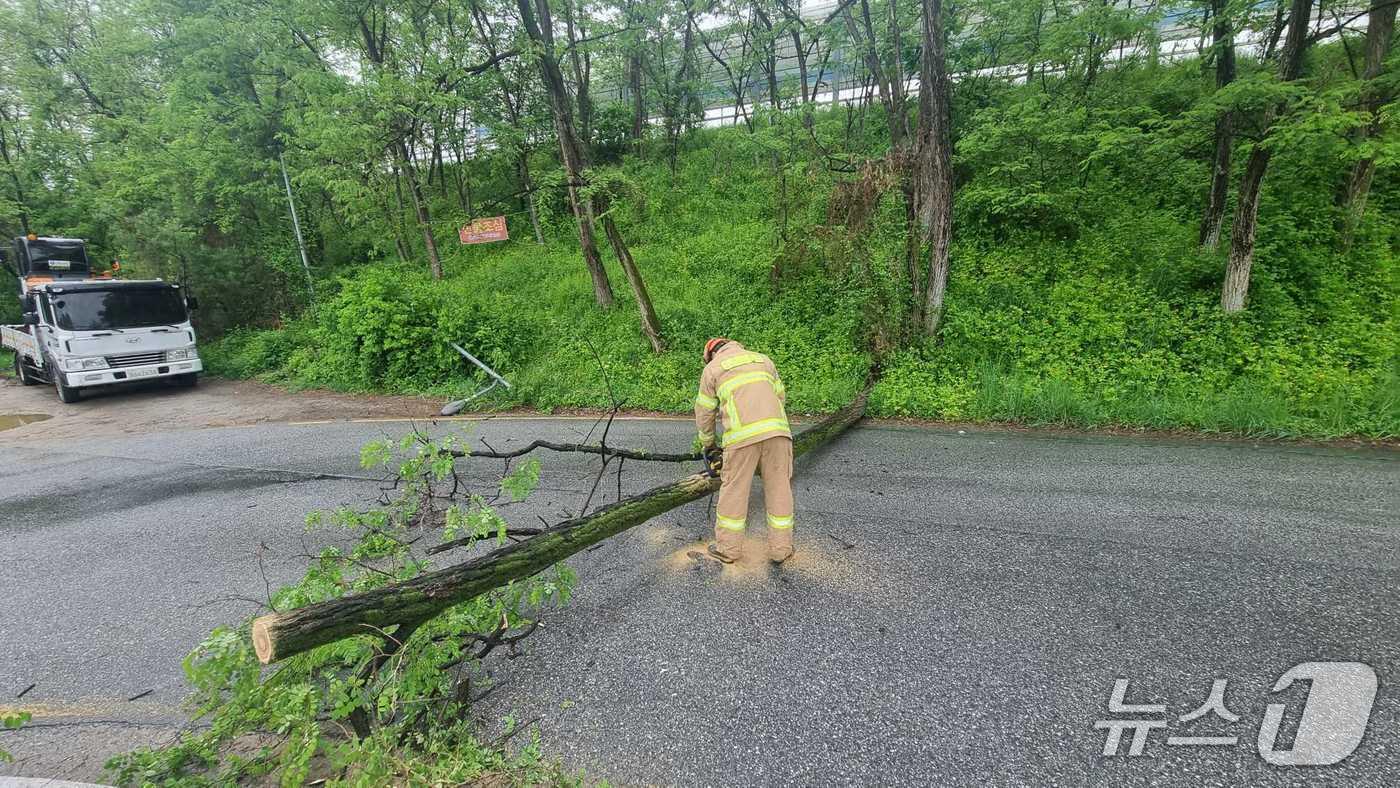 본문 이미지 - 원주 무실동에서 전도된 나무 안전 조치하는 소방당국.(강원도소방본부 제공, 재판매 및 DB금지)