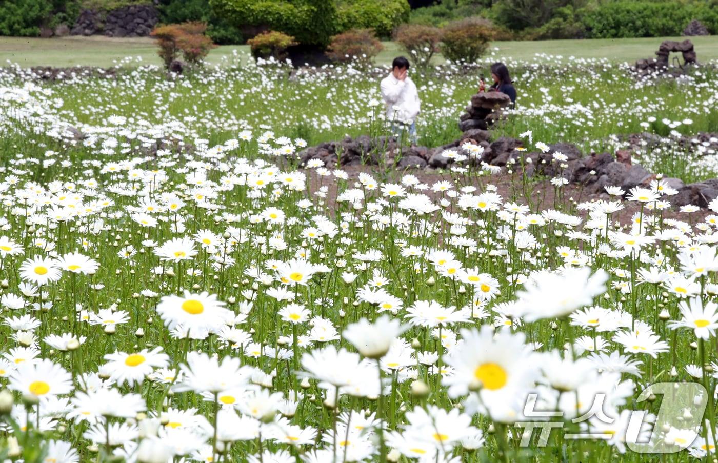 본문 이미지 - 11일 오후 제주시 조천읍 제주돌문화공원 내 데이지 꽃밭에서 관광객들이 봄의 절정을 만끽하고 있다. 2025.5.11/뉴스1 ⓒ News1 오현지 기자