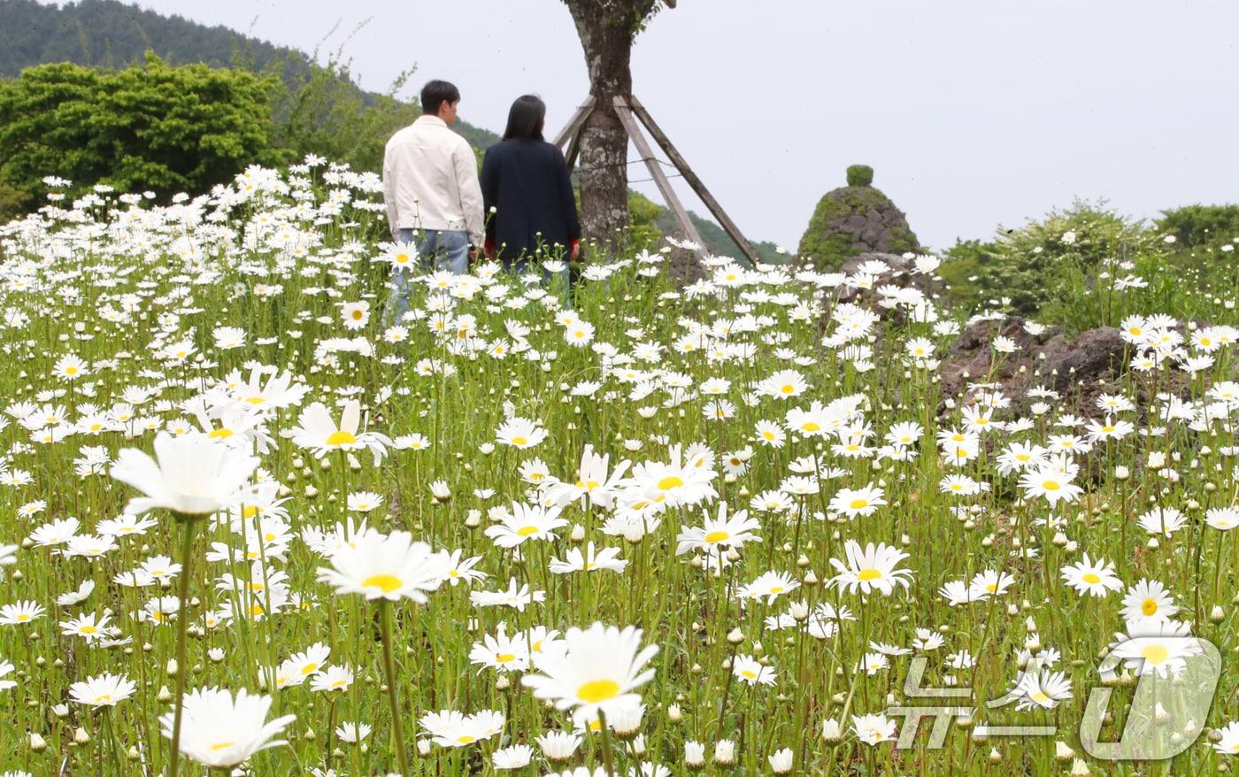 11일 오후 제주시 조천읍 제주돌문화공원 내 데이지 꽃밭에서 관광객들이 봄의 절정을 만끽하고 있다. 2025.5.11/뉴스1 ⓒ News1 오현지 기자