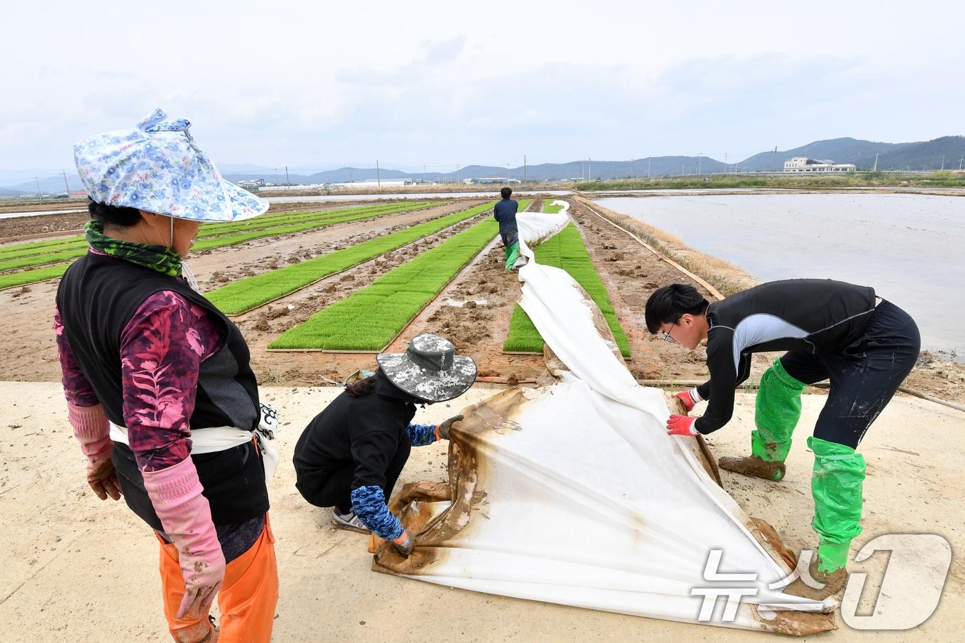 본문 이미지 - 농민들이 모내기에 사용할 모판을 준비하고 있다. 2025.5.11/뉴스1 ⓒ News1 최창호 기자