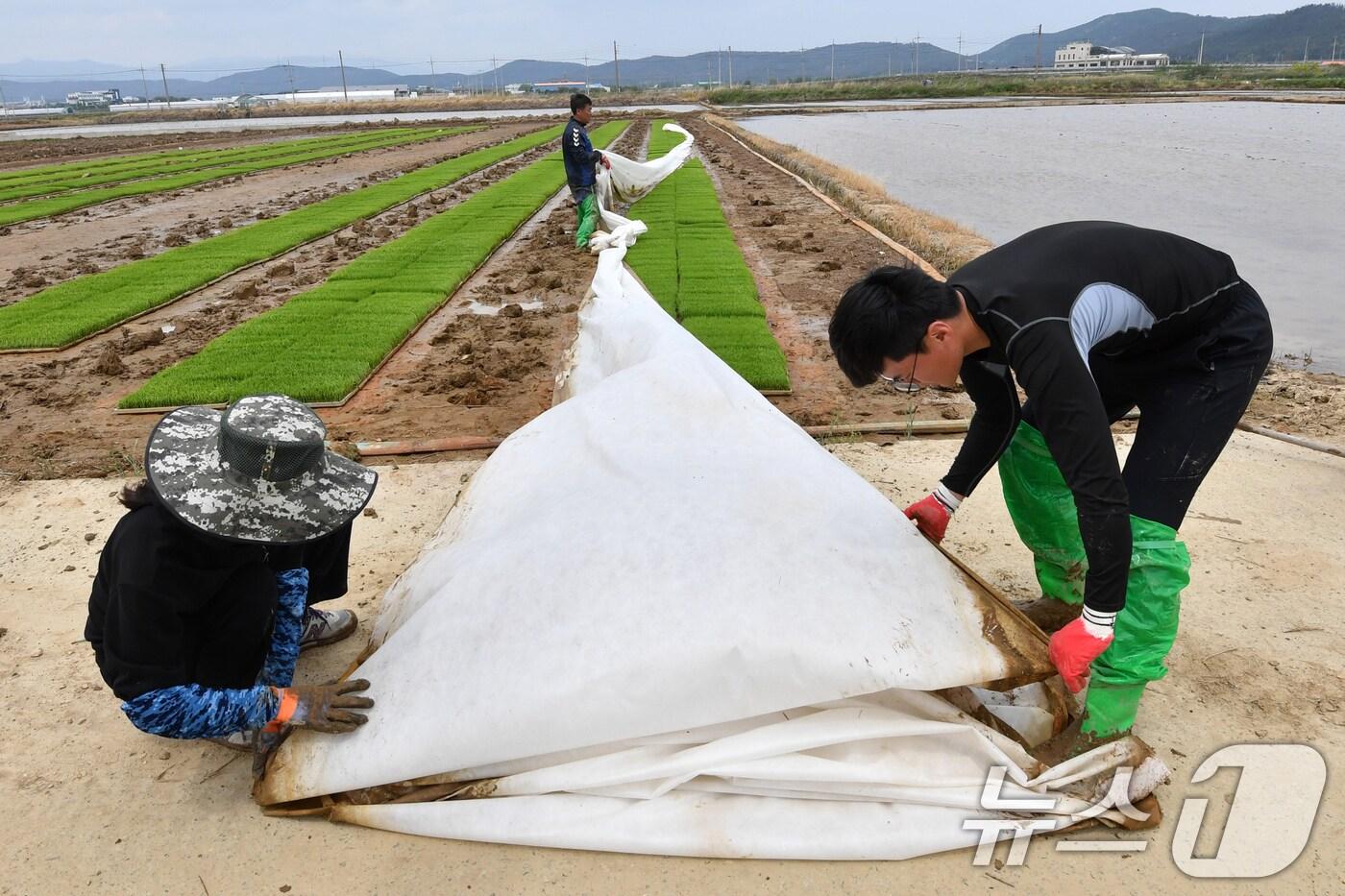 본문 이미지 - 11일 경북 포항시 북구 흥해 들녘에서 농민들이 모내기 준비에 한창이다. 2025.5.11/뉴스1 ⓒ News1 최창호 기자