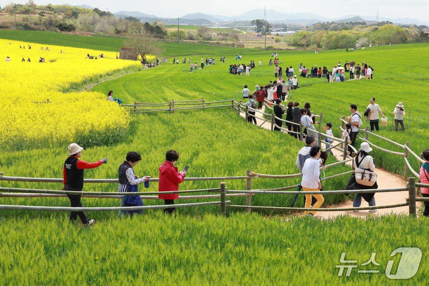  대한민국 대표 경관축제인 제22회 고창청보리밭축제가 23일간의 일정을 마무리하고 대흥행을 거두며 11일 막을 내렸다.(고창군 제공, 재판매 및 DB금지)