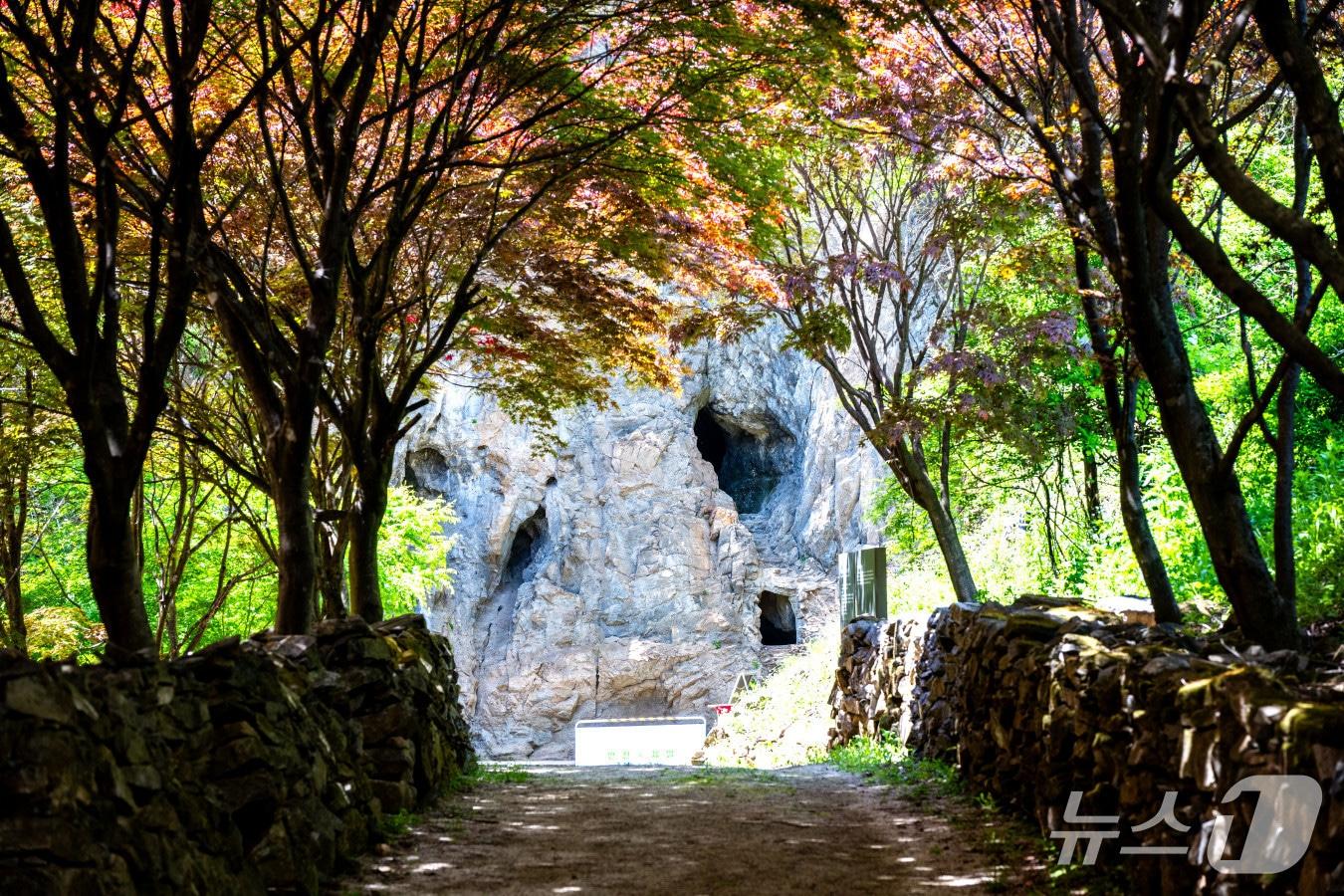 본문 이미지 - 제천 점말동굴,(제천시 제공)/뉴스1 