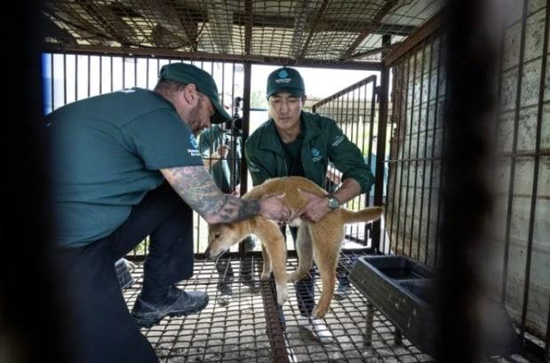 본문 이미지 - 배우 다니엘 헤니가 충북 청주에 위치한 개농장에서 뜬장에 있는 개를 구조하고 있다&#40;휴메인 월드 포 애니멀즈 제공&#41;. ⓒ 뉴스1