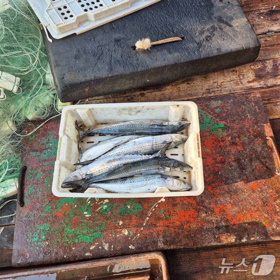 본문 이미지 - 중국 어선에서 불법 포획한 삼치.(군산해경 제공. 재판매 및 DB금지)