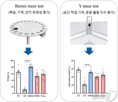 본문 이미지 - ‘미래셀바이오' 공동연구팀은 '동종배아줄기세포 유래 중간엽줄기세포(MMSC)'가 혈관성 치매로 인한 인지 및 행동 장애를 개선하는 데 효과가 있다는 연구 결과를 발표했다.(미래셀바이오 제공. 재판매 및 DB 금지)