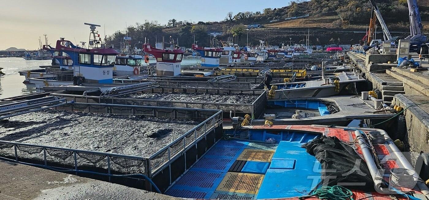 본문 이미지 - 전남 고흥군 도화면 발포위판장.(고흥군 제공. 재판매 및 DB 금지)