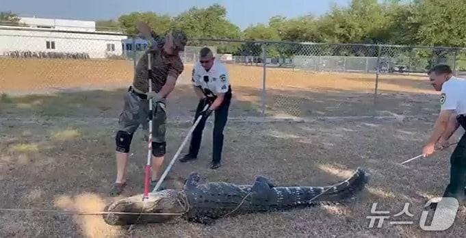 본문 이미지 - 미국 플로리다주의 한 유치원에서 대형 악어가 발견됐다. <출처=NBC의 지역방송 KSNB 캡처>