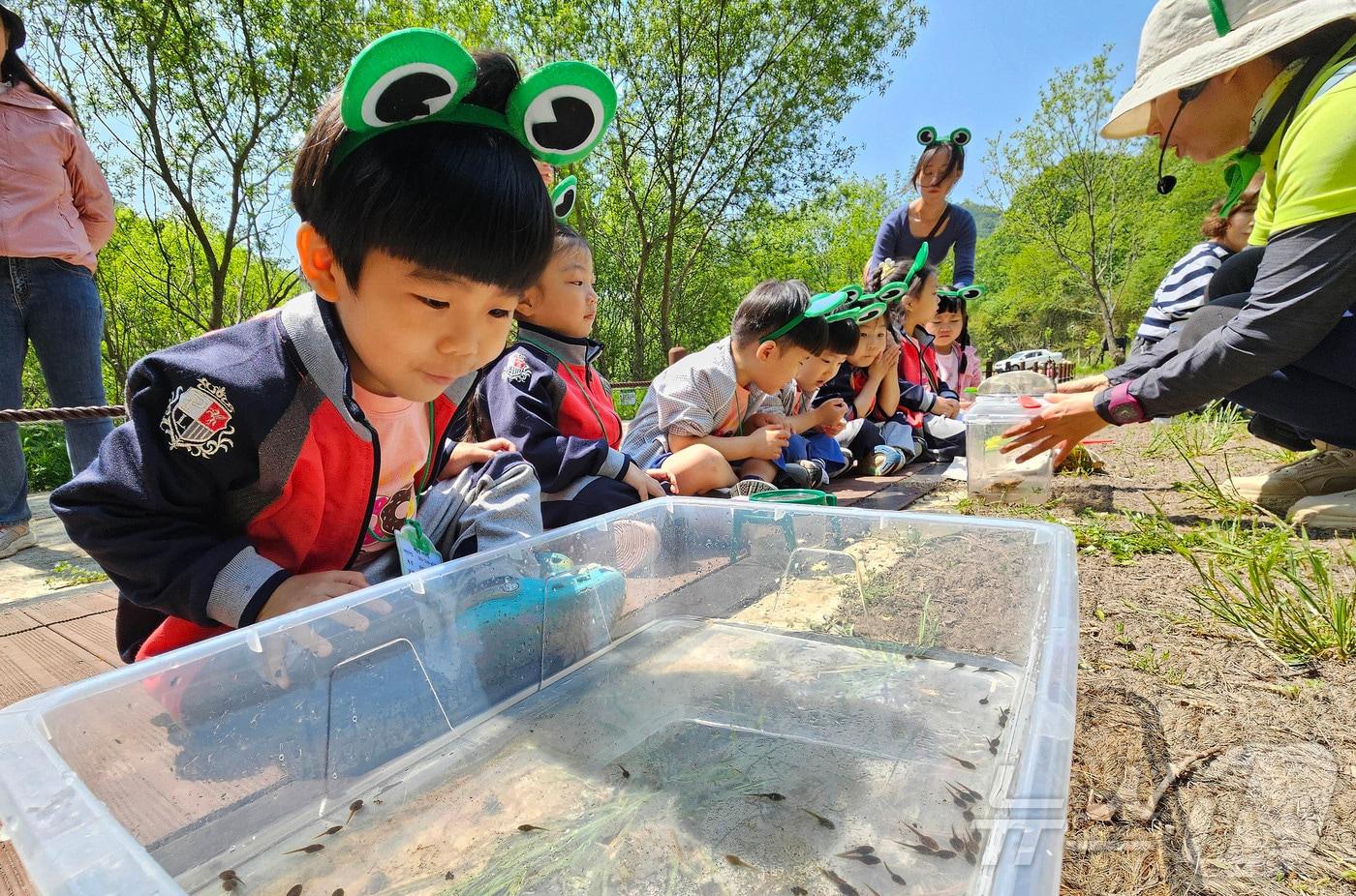 본문 이미지 - 12일 광주 북구 화암동 평두메습지에서 열린 ‘람사르습지 탐험대’ 프로그램에 참가한 해달별 어린이집 아이들이 습지에 서식하는 올챙이와 곤충들을 관찰하며 자연의 소중함을 느껴보고 있다.(광주 북구 제공. 재판매 및 DB 금지)
