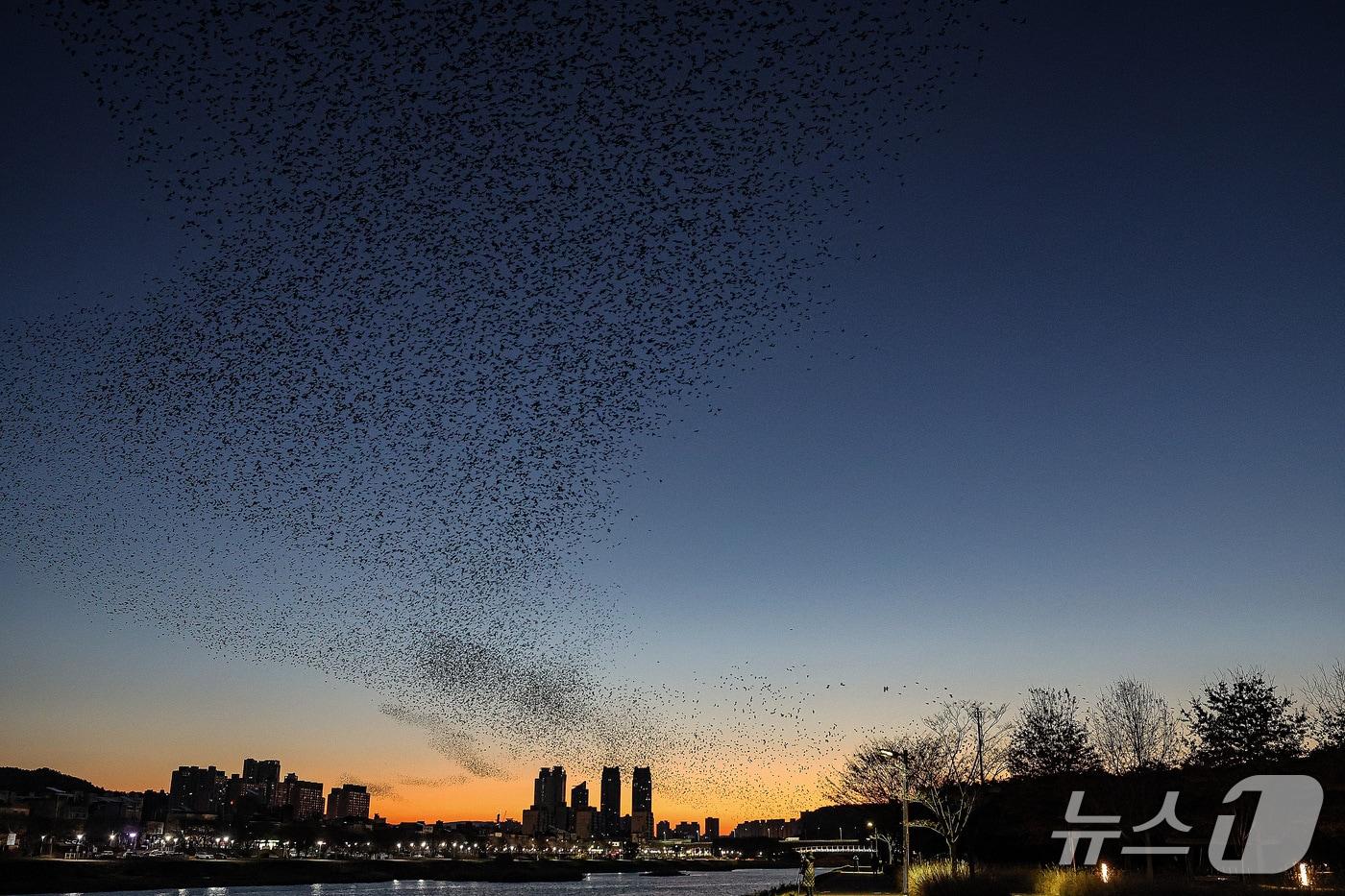 울산서 관측된 까마귀떼.(울산생물다양성센터 제공. 재판매 및 DB 금지)
