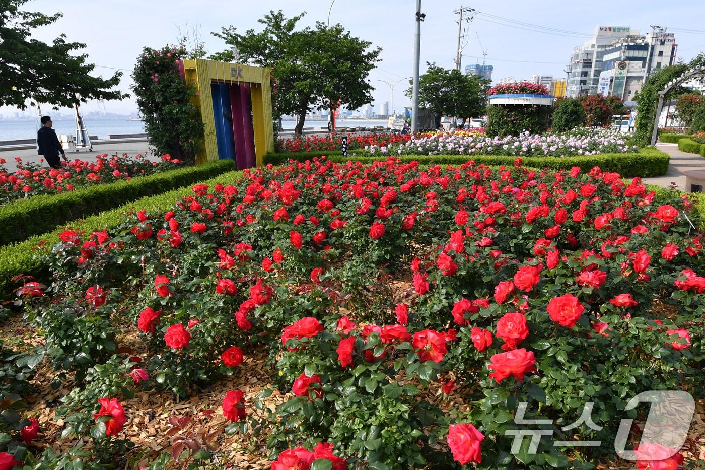 본문 이미지 - 13일 오전 경북 포항시 북구 영일대장미공원에 장미가 활짝 폈다. 2025.5.13/뉴스1 ⓒ News1 최창호 기자