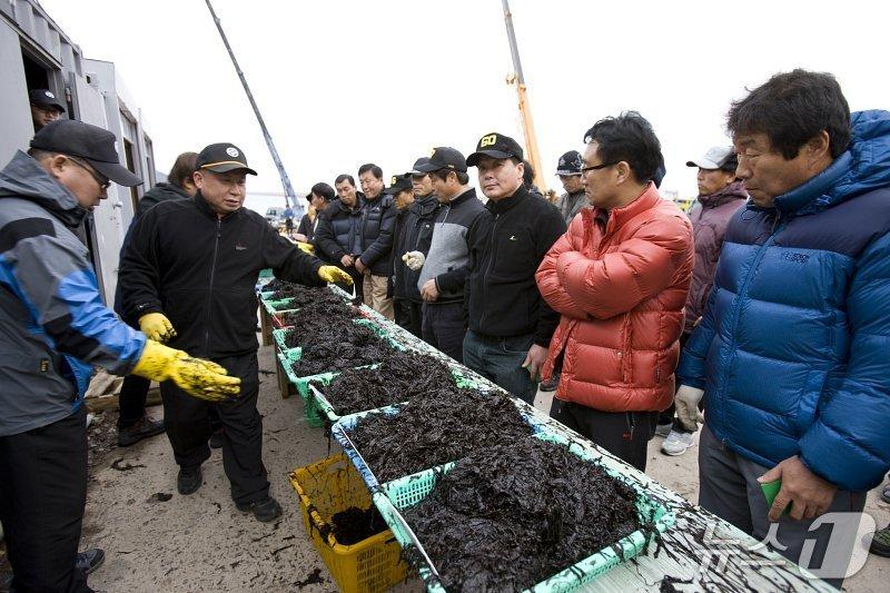 본문 이미지 - 군산 물김 위판 현장.(군산시 제공, 재판매 및 DB금지)