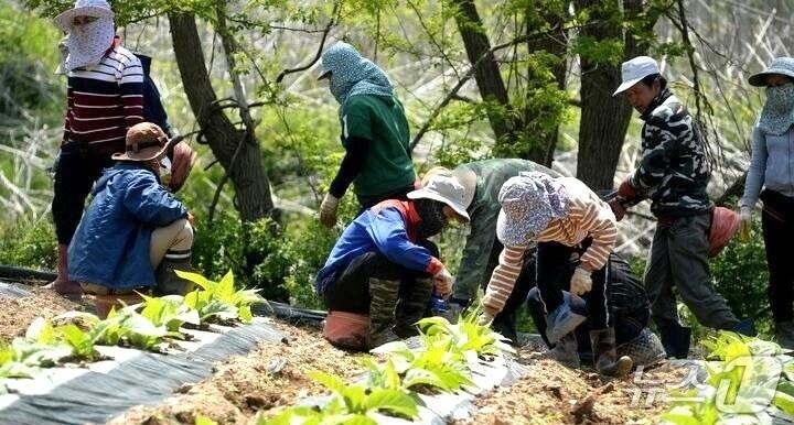 본문 이미지 - 외국인 계절근로자 농촌 일손 돕기  모습&#40;보은군 제공. 재판매 및 DB금지&#41; /뉴스1