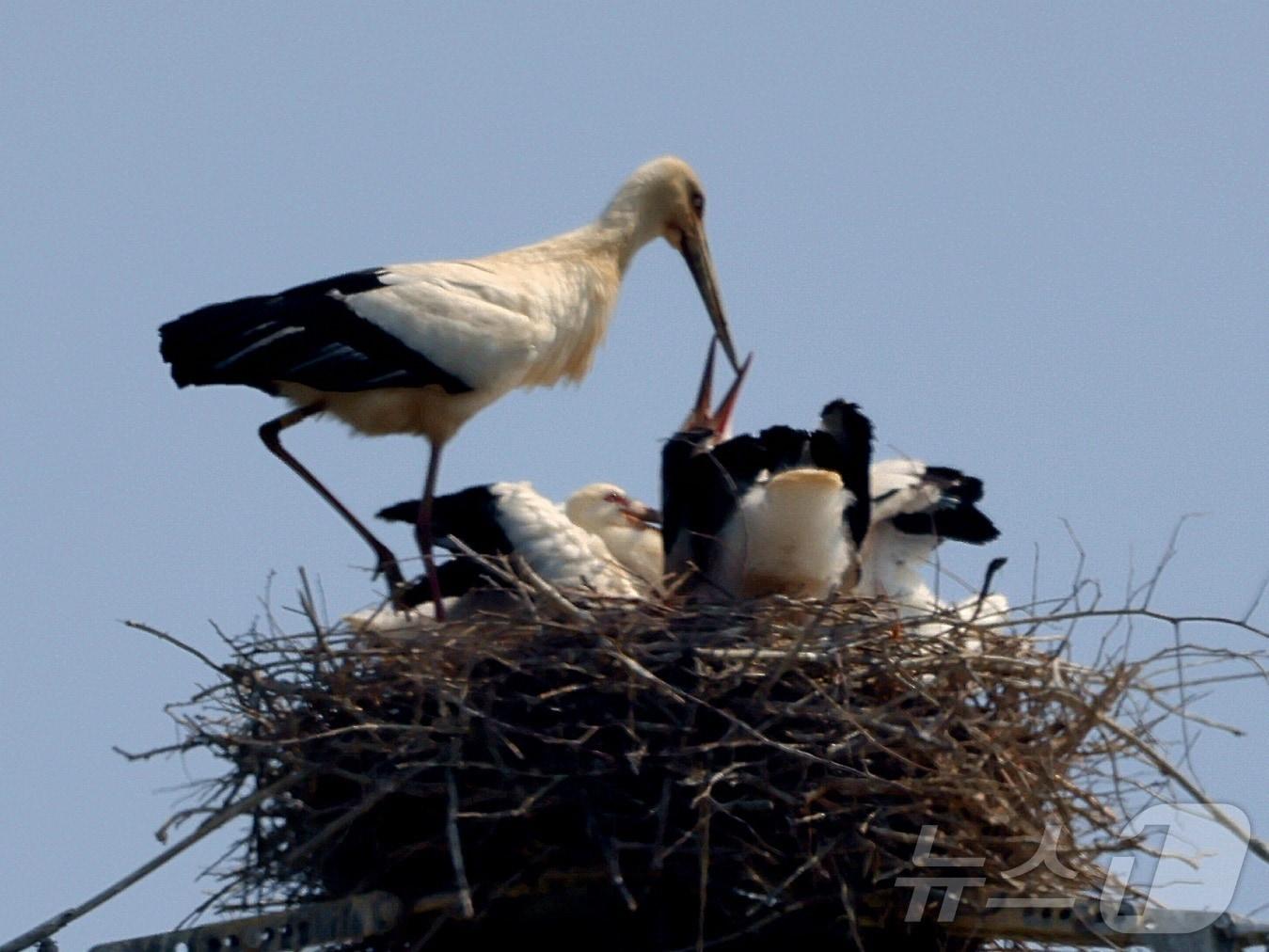 본문 이미지 - 13일 전남 나주 부덕동 고압 철탑 위에서 발견된 멸종위기 야생동물이자 천연기념물인 황새. (광주환경운동연합 제공. 재판매 및 DB 금지) 2025.5.13/뉴스1