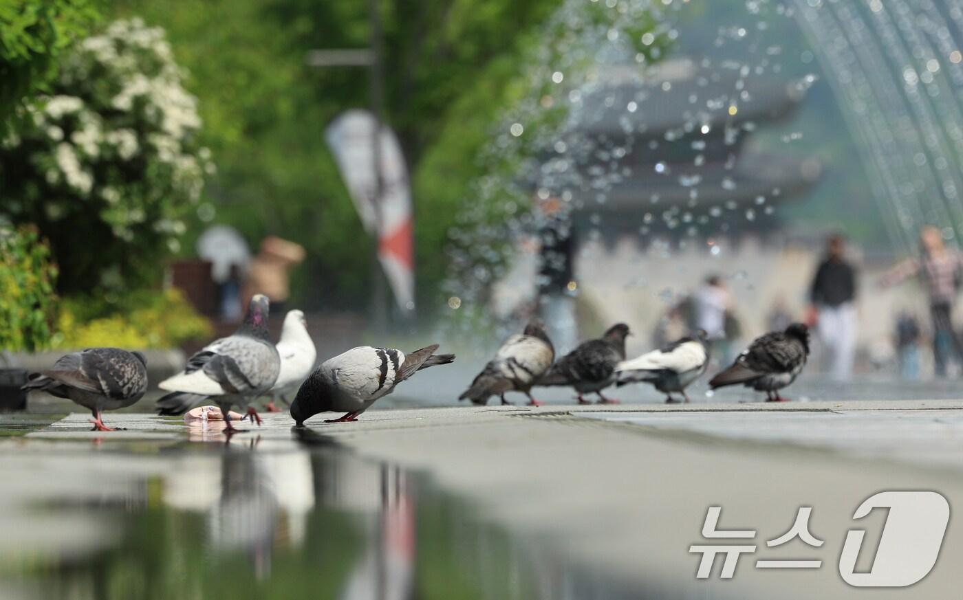 서울 종로구 광화문광장에서 비둘기들이 분수대에서 더위를 식하고 있다. 2025.5.13/뉴스1 ⓒ News1 김명섭 기자