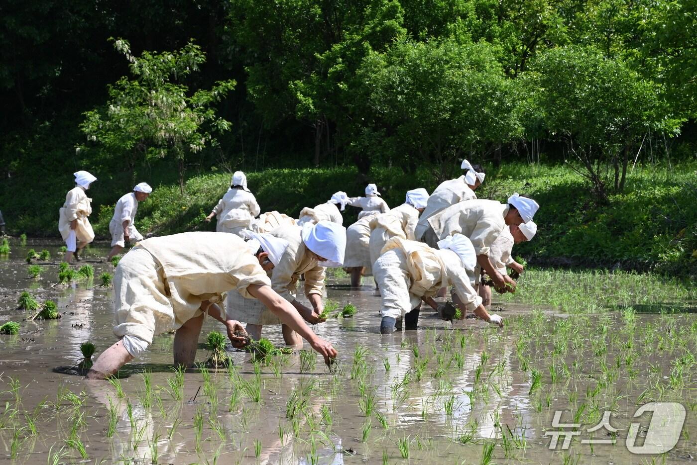 영동 설계리 농요(충북도 제공. 재판매 및 DB금지)