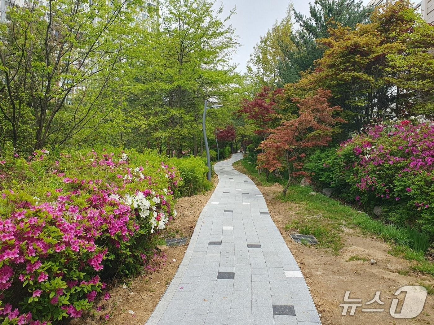 본문 이미지 - 최근 용인시 수지구가 정비한 산책로 모습.(용인시 제공)