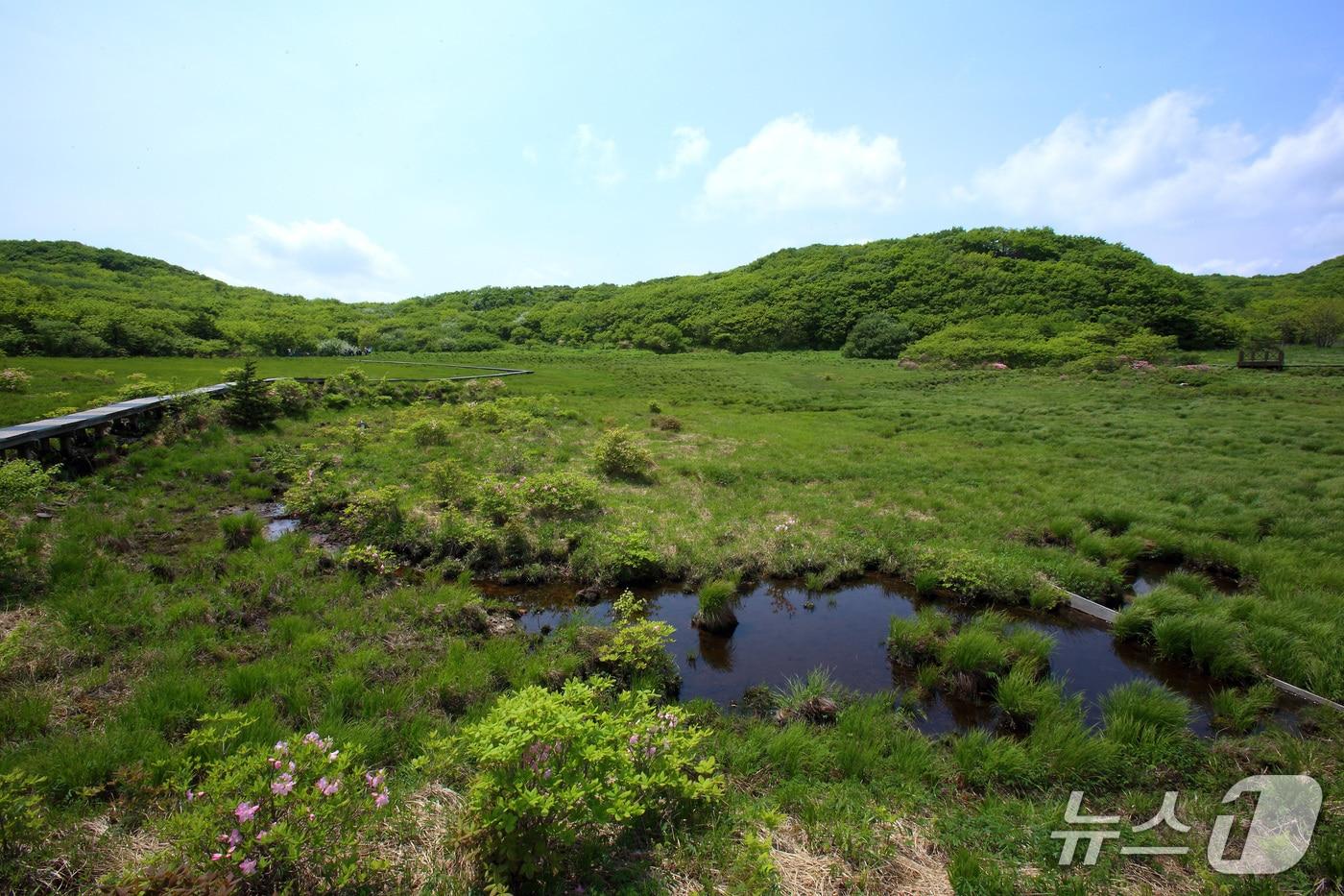 대암산 용늪&#40;인제군 제공. 재판매 및 DB금지&#41;/뉴스1