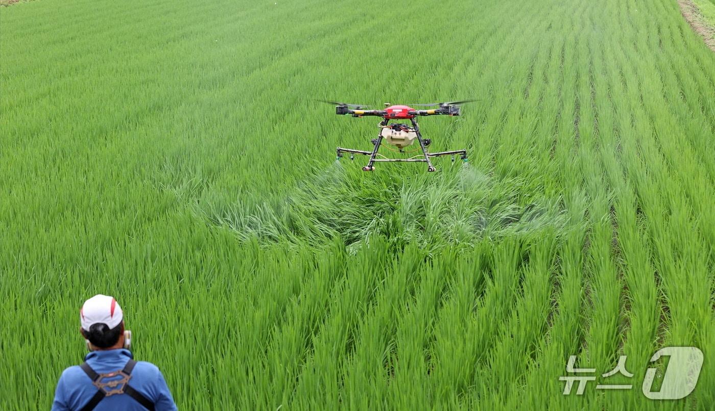 본문 이미지 - 전북자치도 임실군은 13억 3800만원을 투입해 벼 병해충 공동방제 지원사업을 추진한다.(임실군제공. 재판매 및 DB금지)2025.5.14/뉴스1