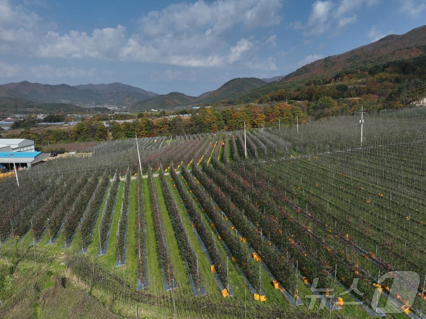 본문 이미지 - 경북도가 산불 피해를 입은 과수 농가를 대상으로 ‘과수 고품질 시설 현대화 사업’을 추진해 미래형 과원으로 재조성할 계획이다. ⓒ News1 김대벽기자