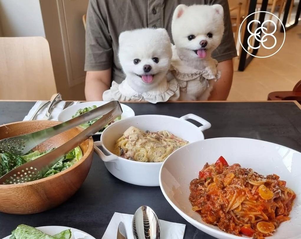 본문 이미지 - 코코스퀘어의 반려동물 동반 레스토랑에서 반려견들이 가족들과 즐거운 시간을 보내고 있다(코코스퀘어 제공). ⓒ 뉴스1