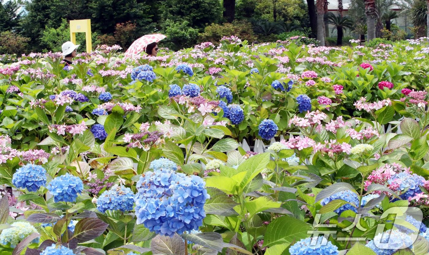 본문 이미지 - 14일 오전 수국이 활짝 핀 제주 서귀포시 남원읍 휴애리자연생활공원에서 관광객들이 즐거운 시간을 보내고 있다. 2025.5.14/뉴스1 ⓒ News1 오현지 기자