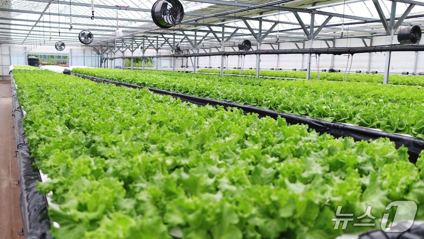 본문 이미지 - 강릉시농업기술센터 간이형 엽채류 수경재배 실증.(강릉시 제공, 재판매 및 DB 금지) 2025.5.14/뉴스1
