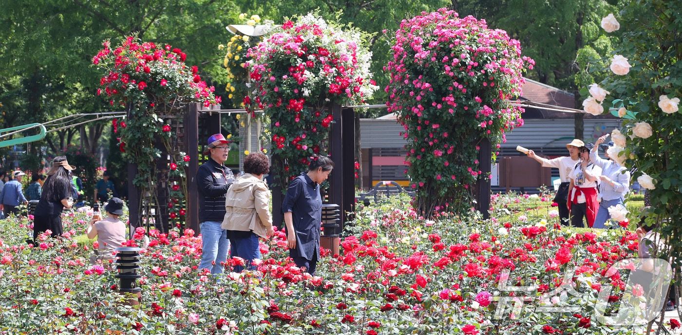 대구 달서구 이곡장미공원을 찾은 시민들이 초여름 더위 속에 형형색색 곱게 핀 장미를 감상하고 있다. 2025.5.14/뉴스1 ⓒ News1 공정식 기자