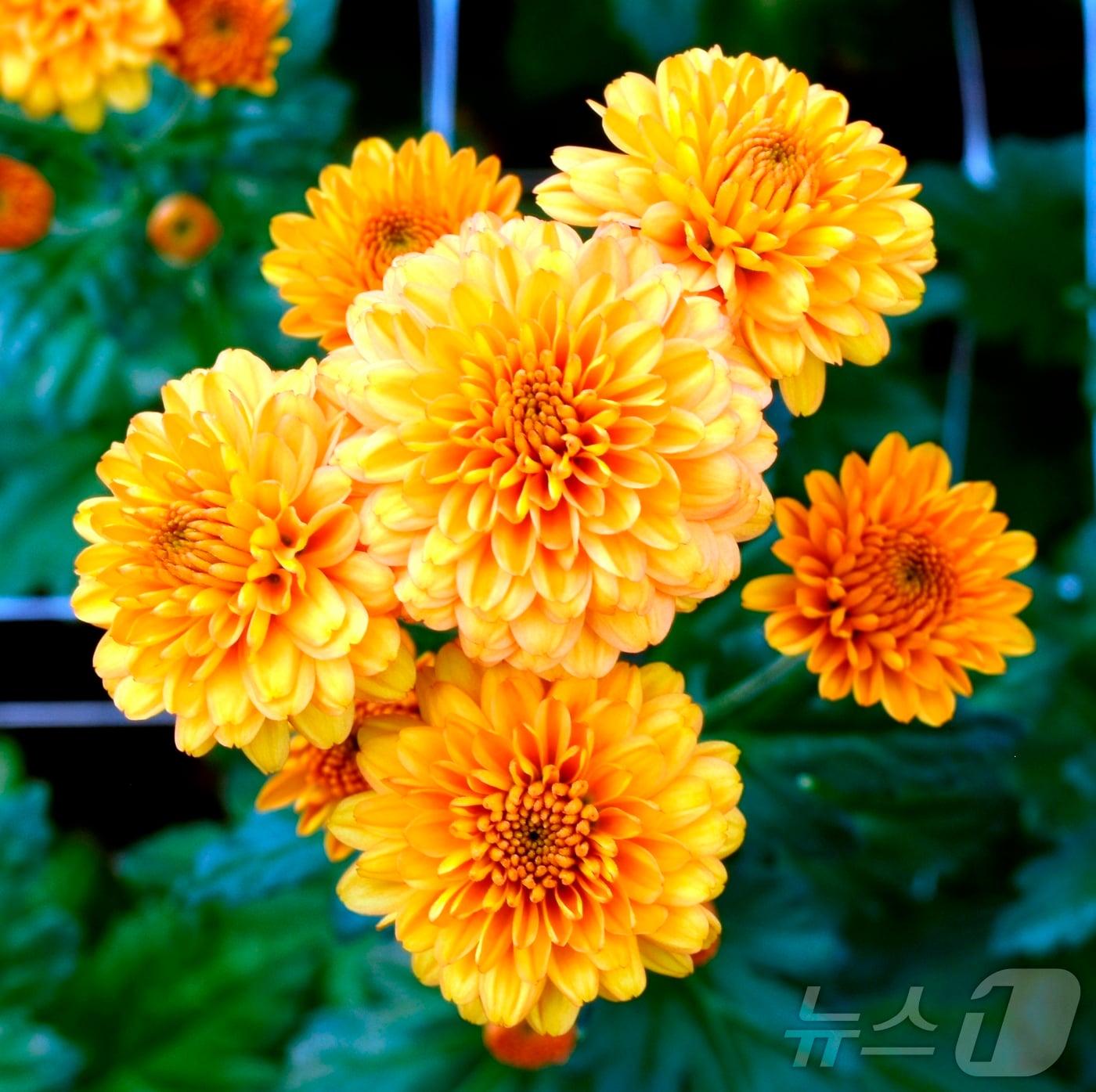 본문 이미지 - 경북농업기술원이 자체 개발한 스프레이 국화 ‘옐로우볼엔디&#40;Yellowball ND&#41;’가 ‘2025 고양국제꽃박람회 화훼 신품종 콘테스트’에서 국립종자원장상을 수상했다 ⓒ News1 김대벽기자