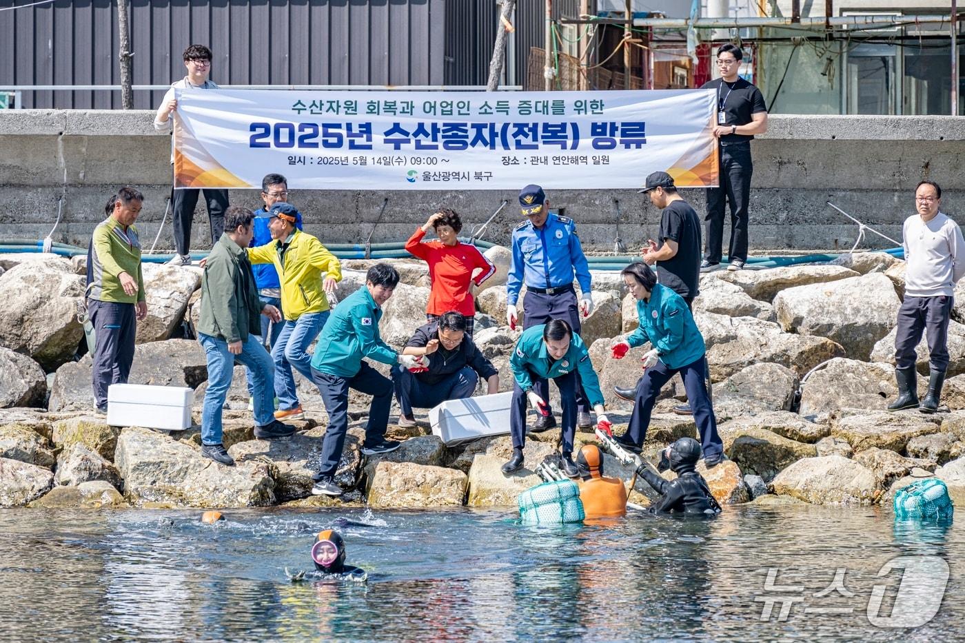 본문 이미지 - 울산 북구가 14일 신명항을 비롯한 지역 8개 마을어장 351ha 해역에 전복종자 19만 마리를 방류했다고 밝혔다.(울산 북구 제공. 재판매 및 DB 금지) /뉴스1