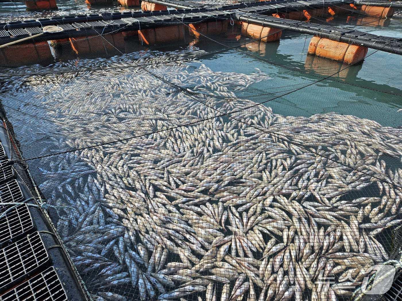 본문 이미지 - 저수온 피해를 입은 양식장 모습.&#40;전남도 제공. 재판매 및 DB금지&#41; 2025.5.15/뉴스1