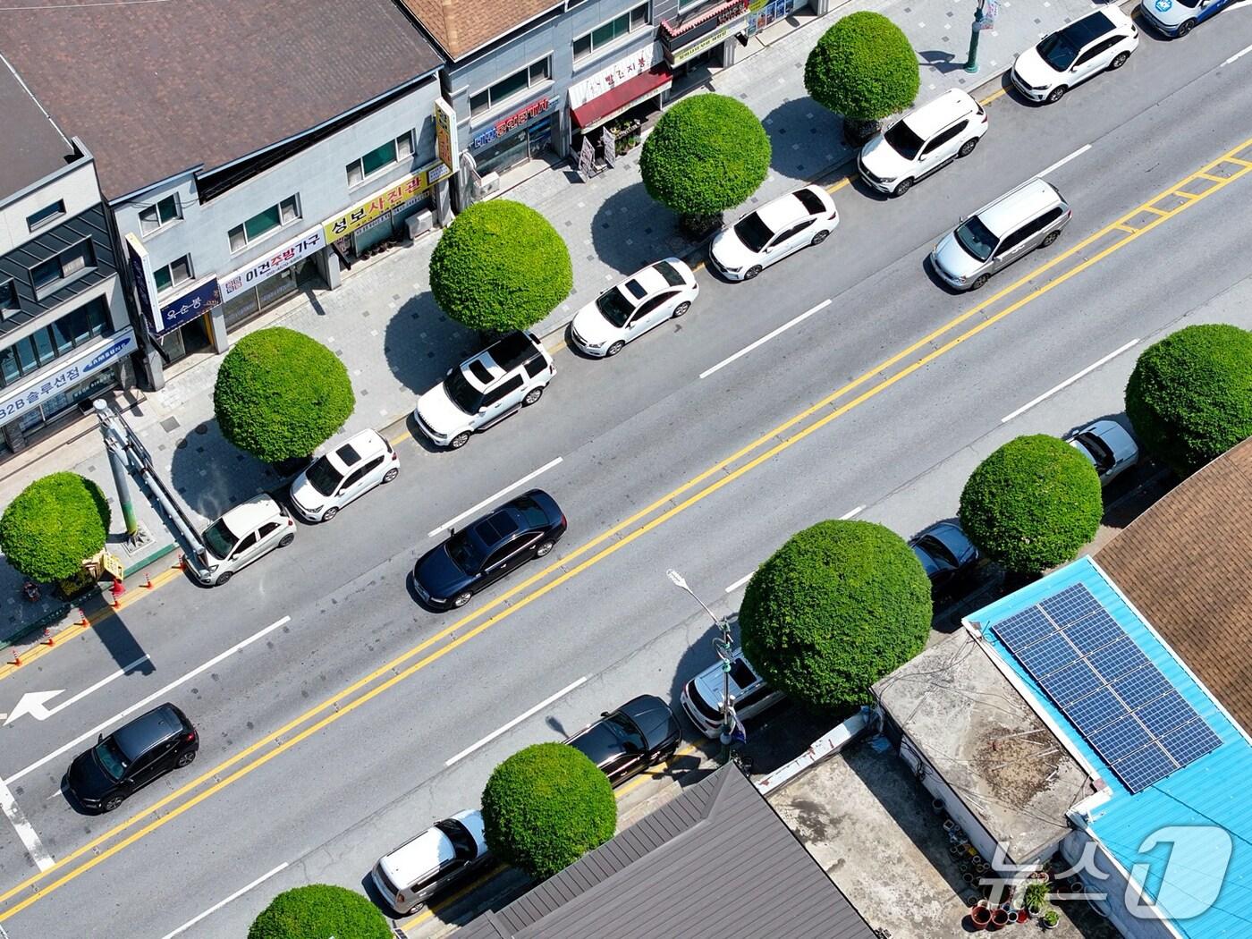 본문 이미지 -  단양군 단양읍 중심부의 복자기 나무 (단양군 제공. 재판매 및 DB금지)/뉴스1