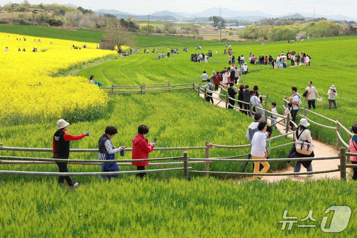 본문 이미지 - 전북자치도 고창청보리밭축제(뉴스1/DB) 