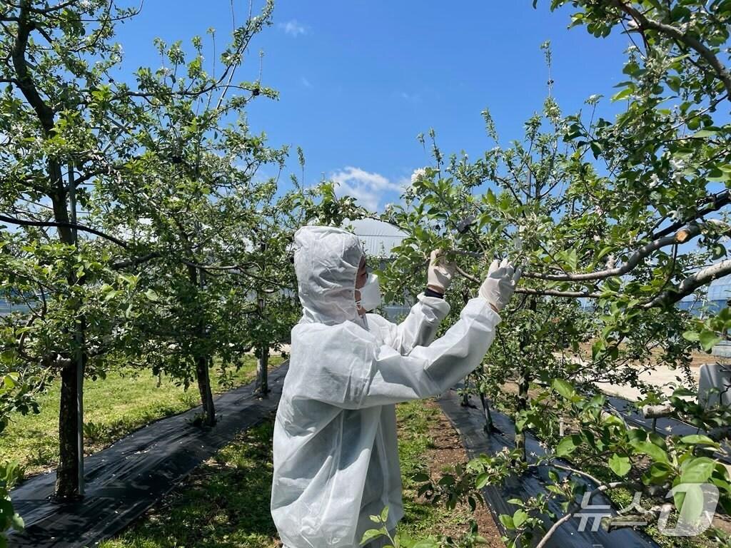 본문 이미지 - 전북자치도 임실군이 과수화상병 유입 방지를 위해 사과‧배 재배 농가를 대상으로 정밀 예찰을 추진한다.(임실군제공. 재판매 및 DB금지)2025.5.15/뉴스1